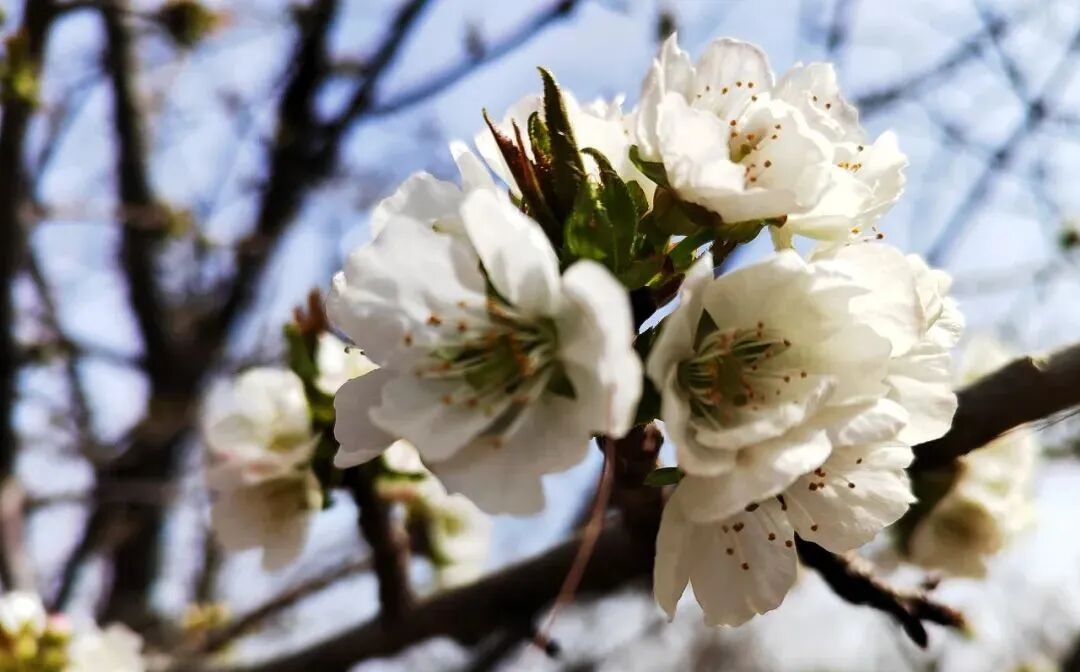 美丽乡村花石涧巨石大坝桃花满山邂逅花石山水间的浪漫