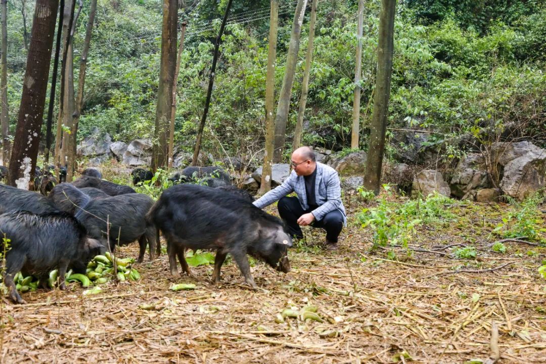 新春走基层林下养殖藏香猪闯出生态致富路