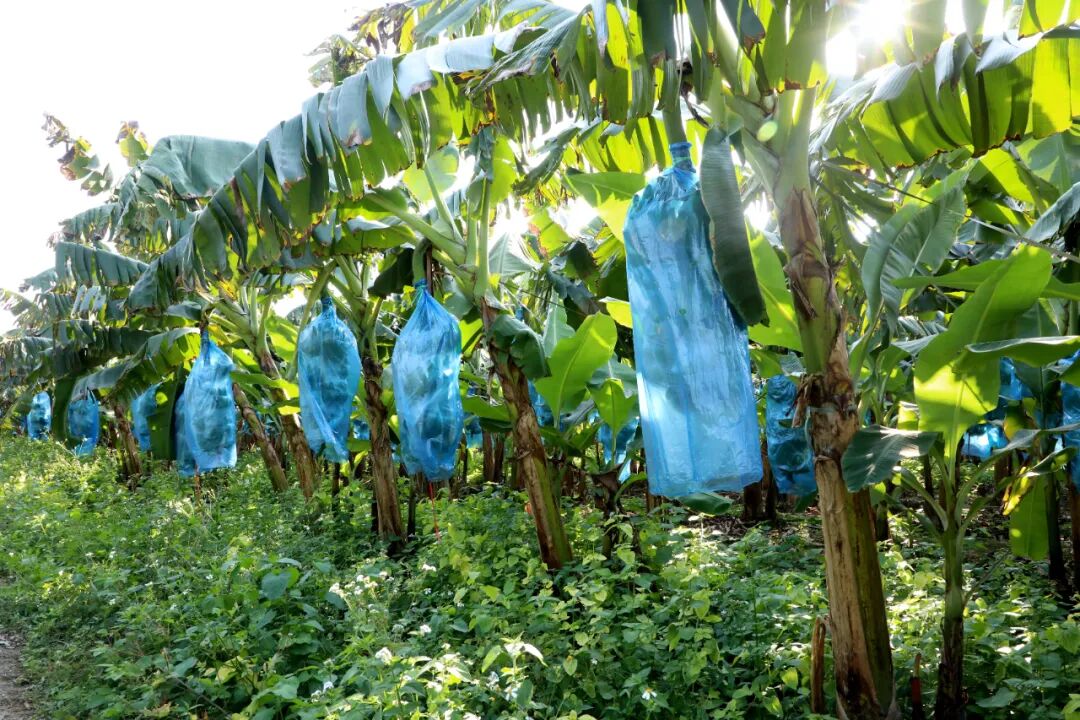 卢柱村千亩香蕉喜丰收富民兴村劲头足