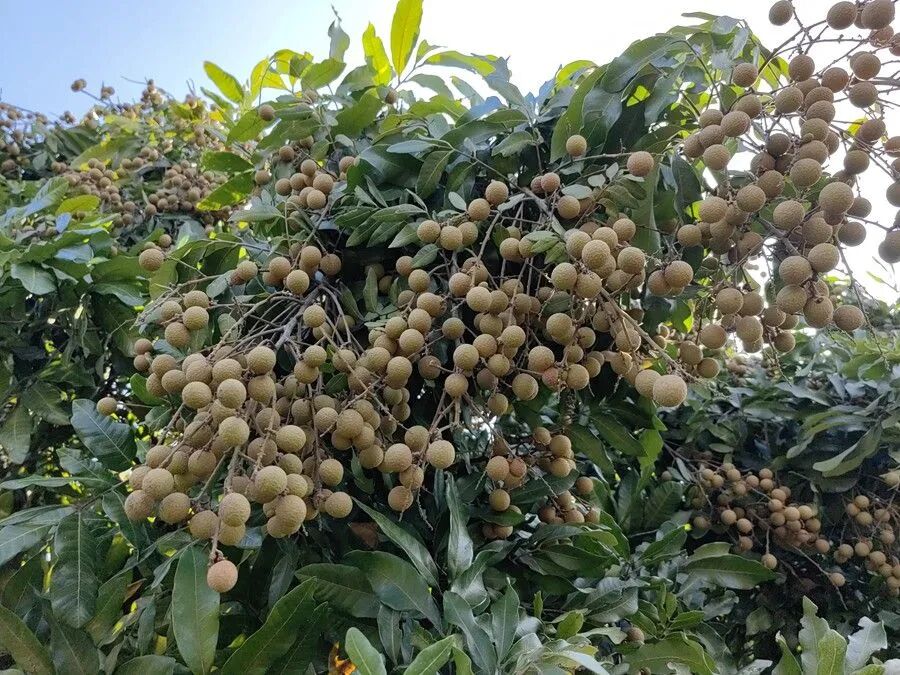 上林县龙眼喜迎大丰收果农笑颜采摘忙