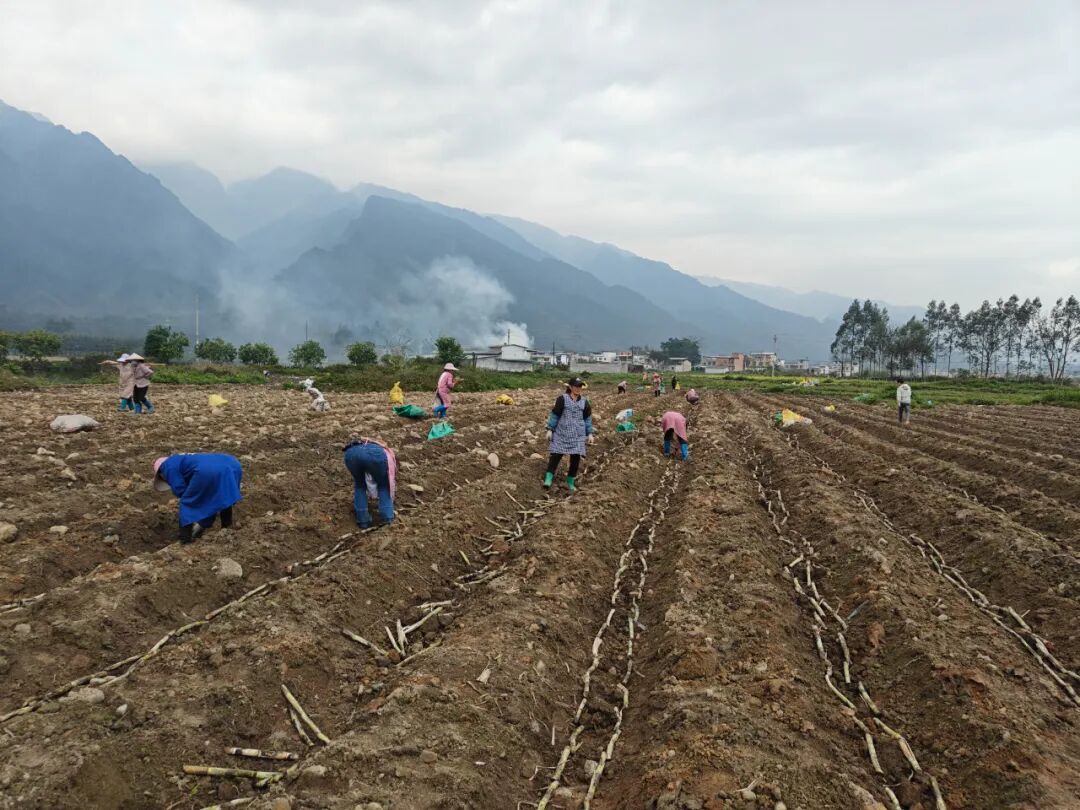 西燕镇甘蔗扩种下地头甜蜜暖流上心间