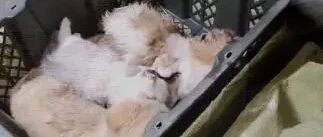 残忍!密闭货车装满“宠物盲盒”，上百只猫狗奄奄一息!快递公司致歉