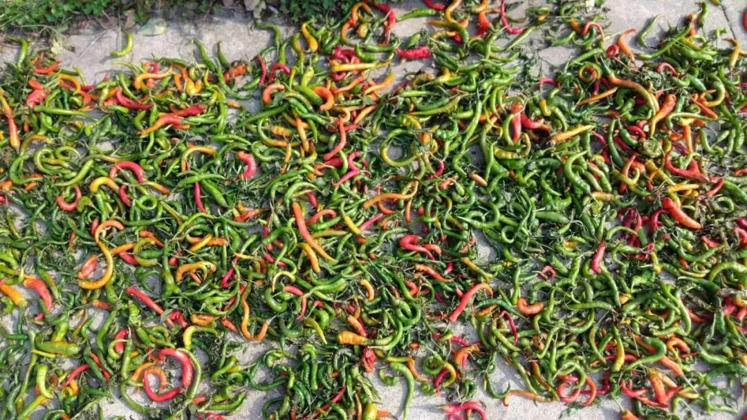 严辉文散文|秋辣椒的味道