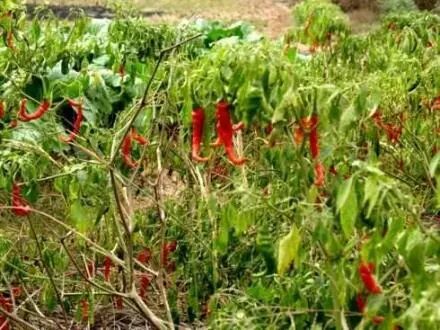 严辉文散文|秋辣椒的味道