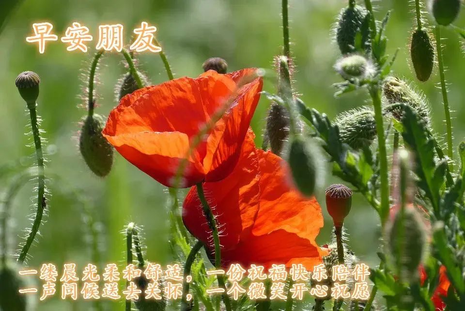 看淡生活美好的说说_看淡一切好好生活的句子_看淡生活的文案