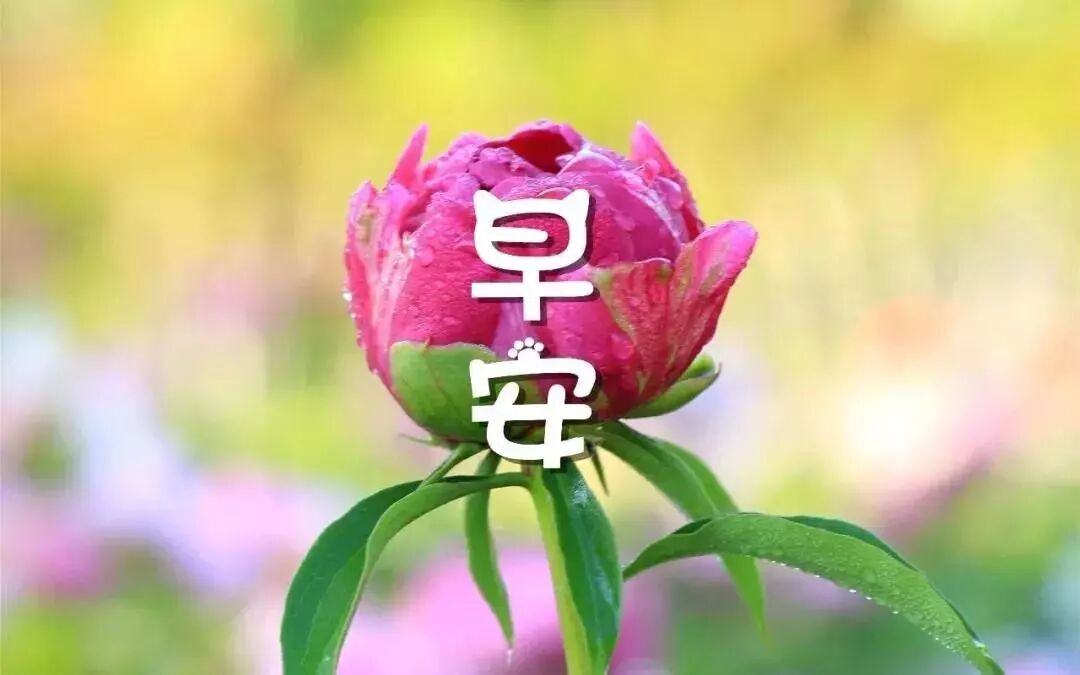 适合发朋友圈的早安语录微商正能量早安语录句子