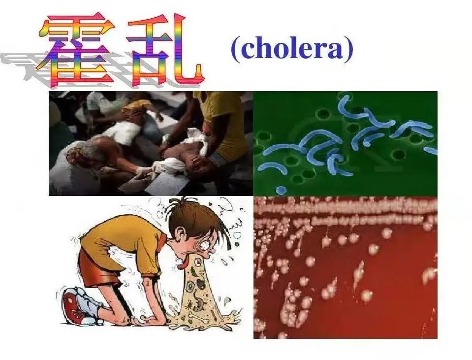 【卫生保健】霍乱防治要点