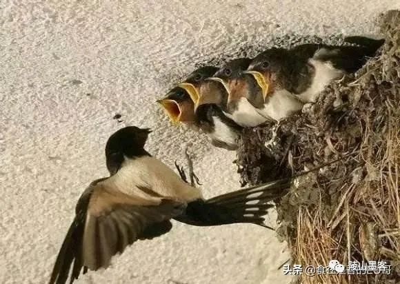 家里有蜘蛛是什么征兆_家里有蜘蛛说明_家出现蜘蛛