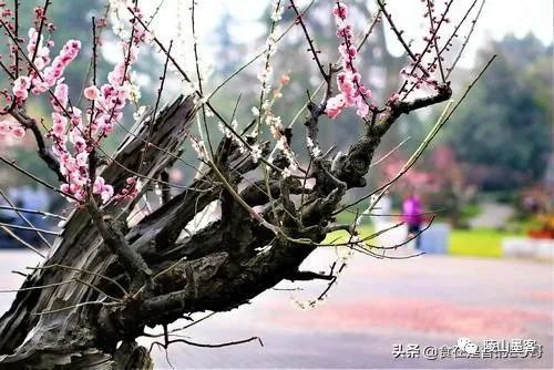 家里有蜘蛛是什么征兆_家出现蜘蛛_家里有蜘蛛说明