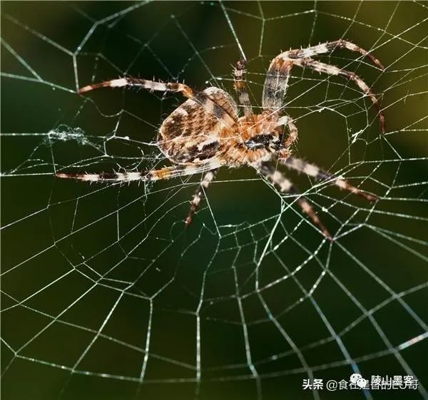 家里有蜘蛛是什么征兆_家出现蜘蛛_家里有蜘蛛说明