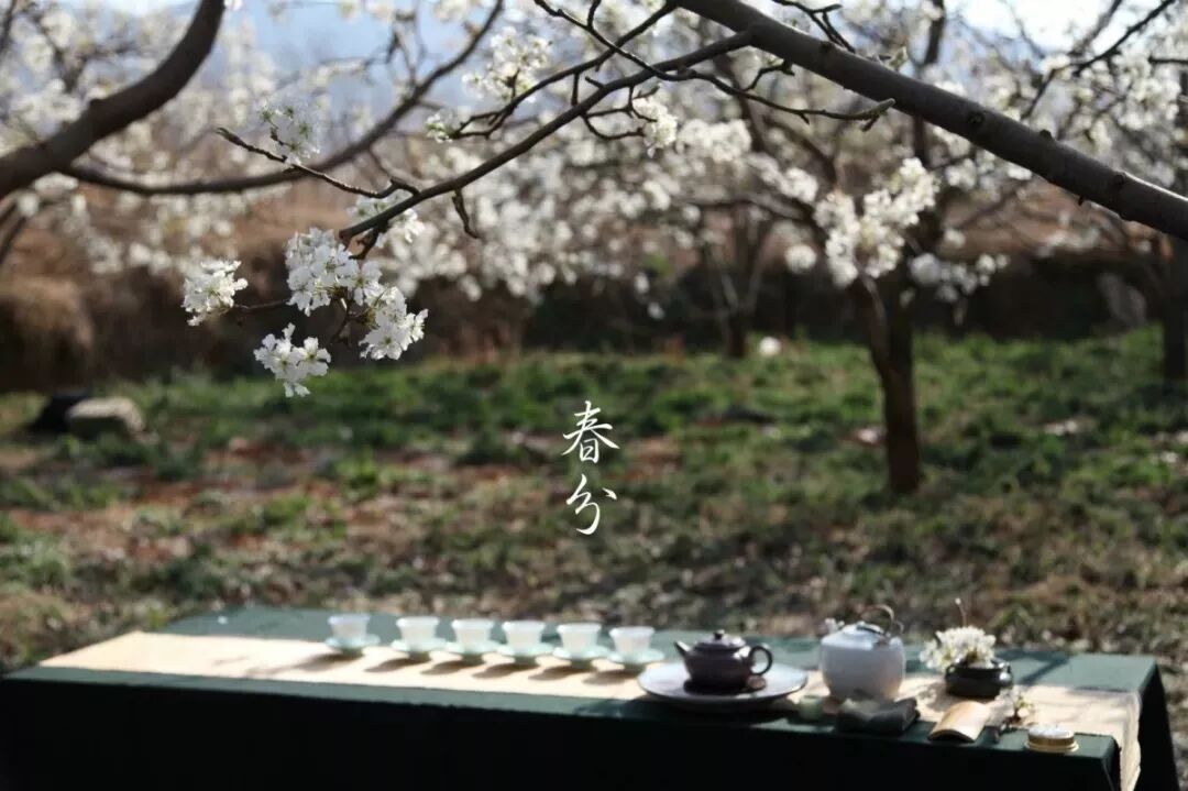 春分时节|唯春色与茶不可辜负