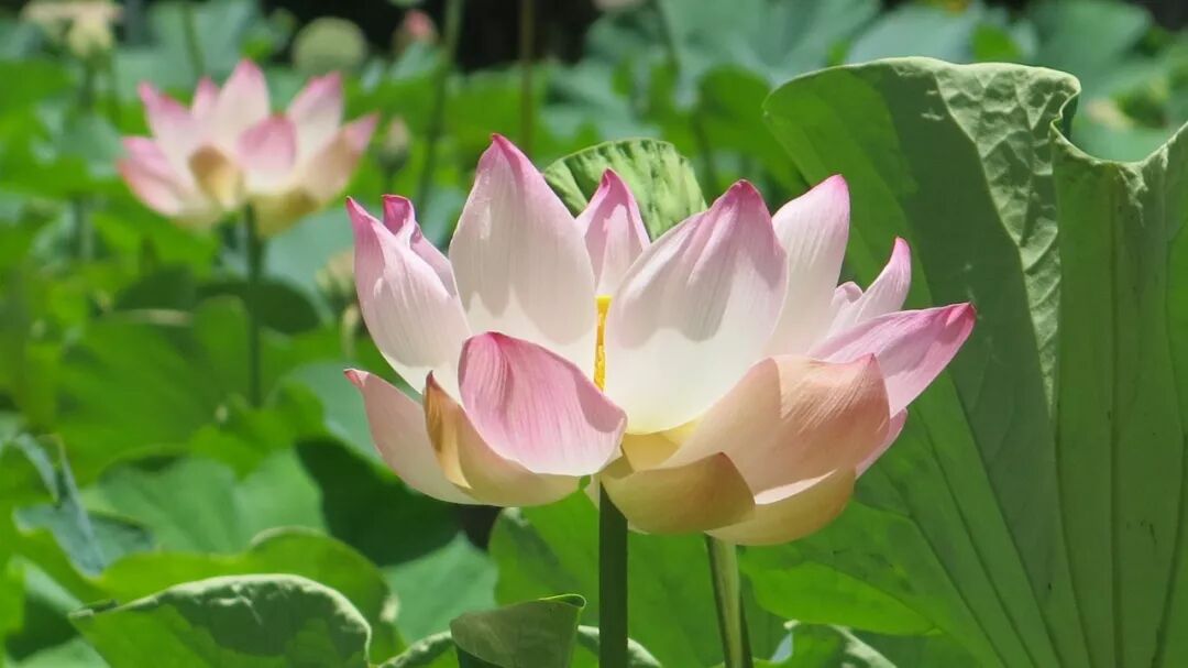 早听：六月，心怀阳光，一路前行