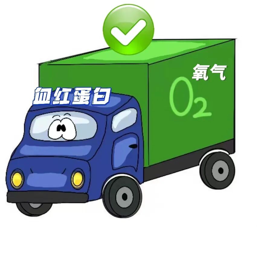 血氧饱和度是指什么小肺科普：什么是血氧饱和度？_https://www.jmylbn.com_新闻资讯_第4张