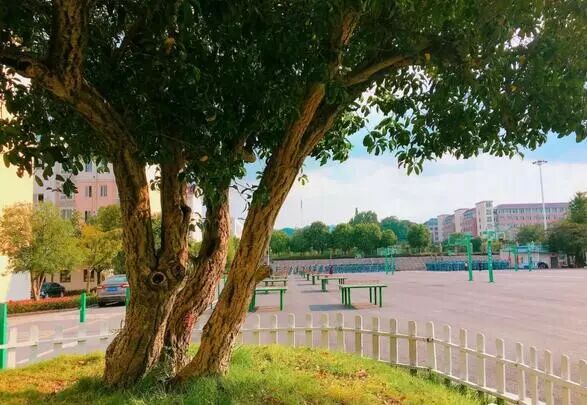 一个真实的毛坦厂中学