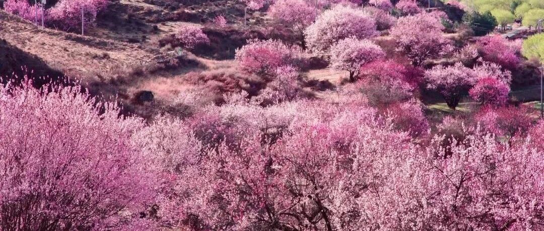 不输日本樱花！2022林芝桃花终于上线，这几条路线提前收藏！