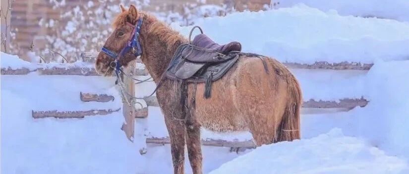 下雪的新疆，一不小心就惊艳了全国！