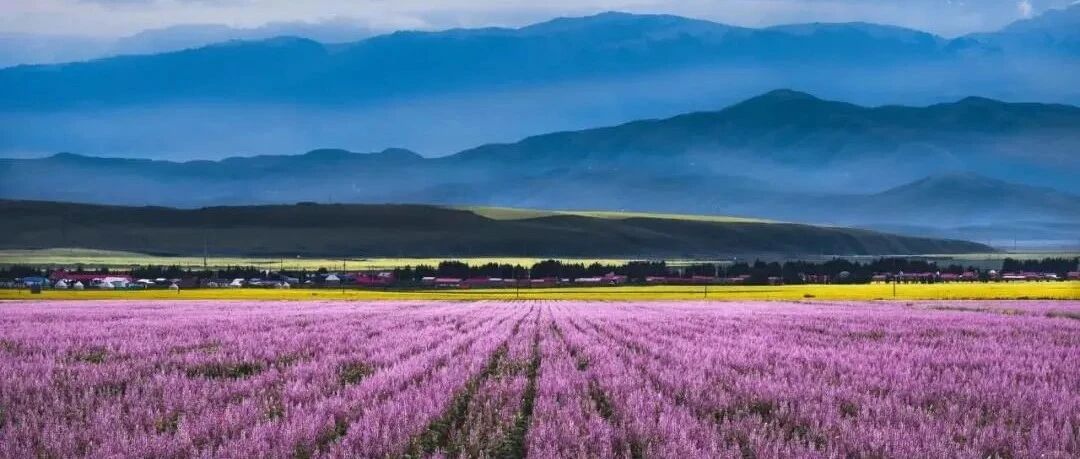 错过了野百合、杏花，新疆还有60000亩薰衣草花开等着你！！