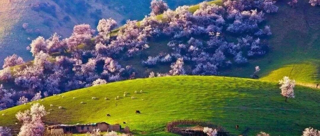 冬奥会开幕式的刷屏，2022年把新疆带火了！！