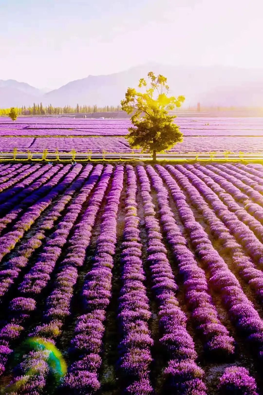 别只想着去北海道看花 再过一个月 这里将美成一片仙境 6000亩紫色花海一秒就沦陷 柠檬资讯