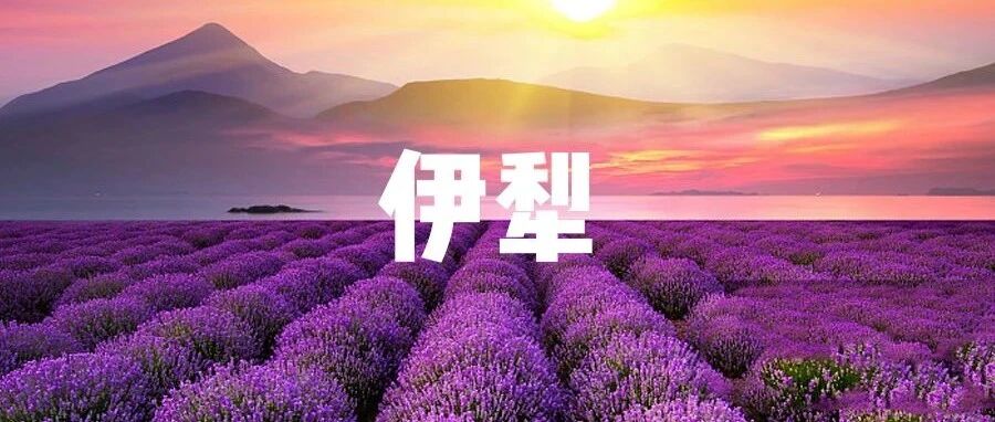 别只想着去北海道看花，再过一个月，这里将美成一片仙境!6000亩紫色花海一秒就沦