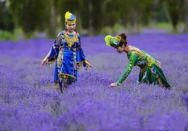 别只想着去北海道看花 再过一个月 这里将美成一片仙境 6000亩紫色花海一秒就沦陷 柠檬资讯