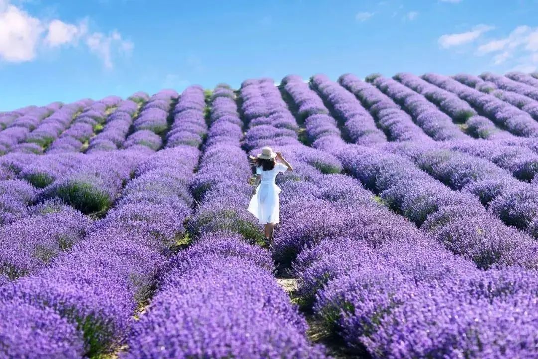 别只想着去北海道看花 再过一个月 这里将美成一片仙境 6000亩紫色花海一秒就沦陷 柠檬资讯