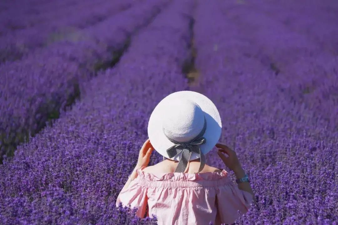 别只想着去北海道看花 再过一个月 这里将美成一片仙境 6000亩紫色花海一秒就沦陷 柠檬资讯