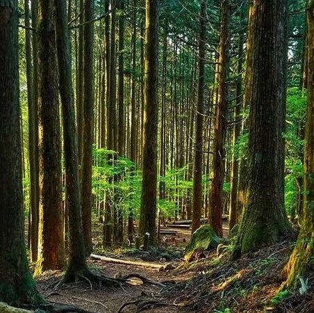 深度 | 日本首都圈内的天然负离子氧吧，够深度才会玩