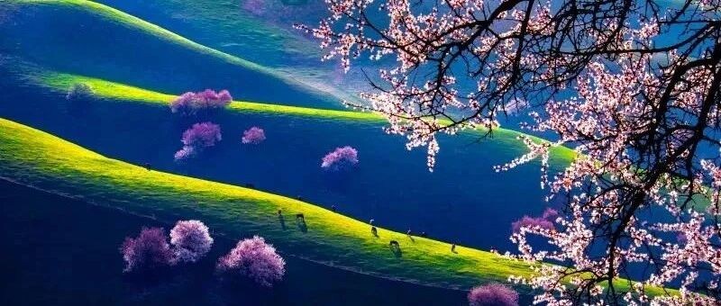 倒计时30天！伊犁杏花海即将霸屏！错过再等一年~