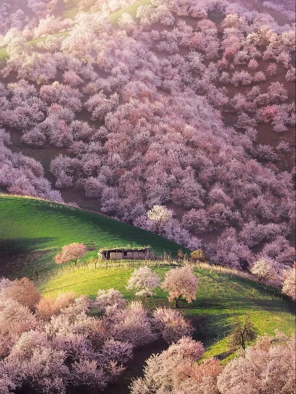 杏花沟最美的季节是在每年春季.