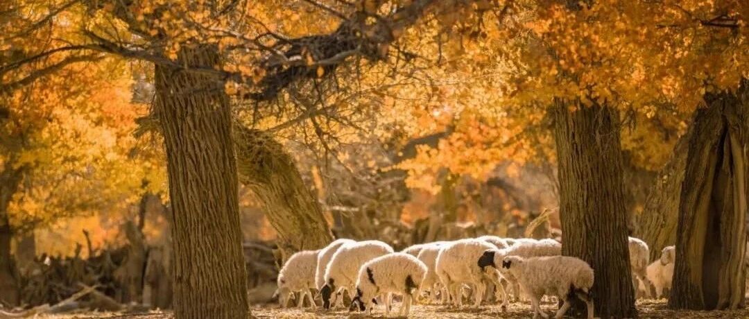 新疆胡杨林宝藏指南，满足你对秋天的100种幻想！