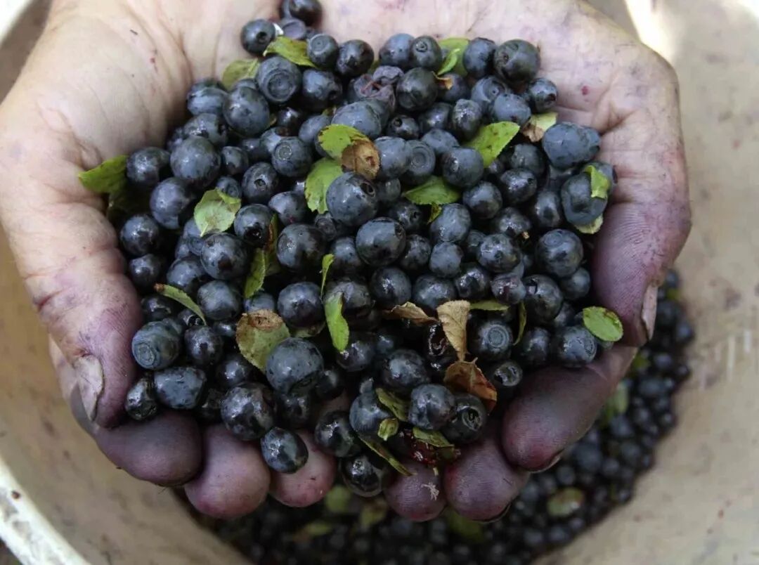 浆果中的"皇后" 人类五大健康水果之一 小兴安岭的蓝莓干到达 你是