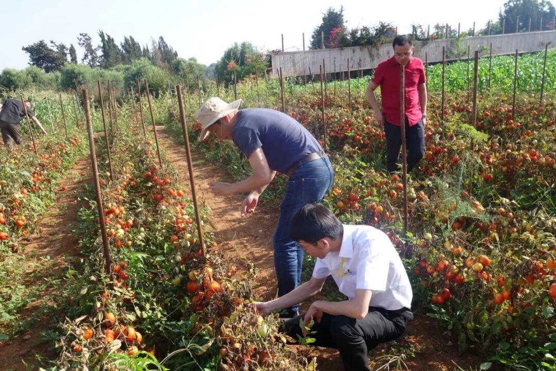 以色列农业考察