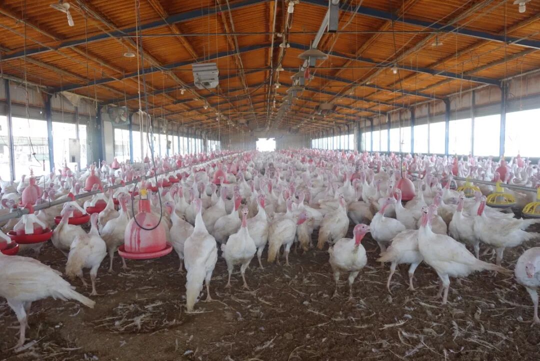 以色列基布兹考察