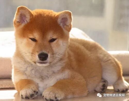 宠物频道豆柴网 怎么训练柴犬保护主人 柴犬一直发抖是什么回事 宠物频道豆柴网 微信公众号文章阅读 Wemp