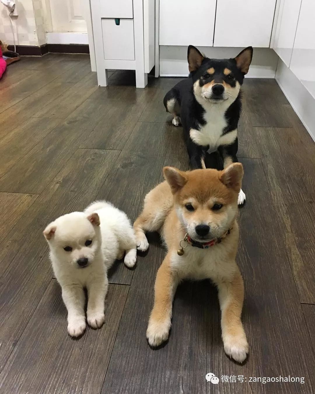 宠物频道豆柴网 与黑柴 赤柴 白柴三种柴犬生活在一起是怎样的体验 宠物频道豆柴网 微信公众号文章阅读
