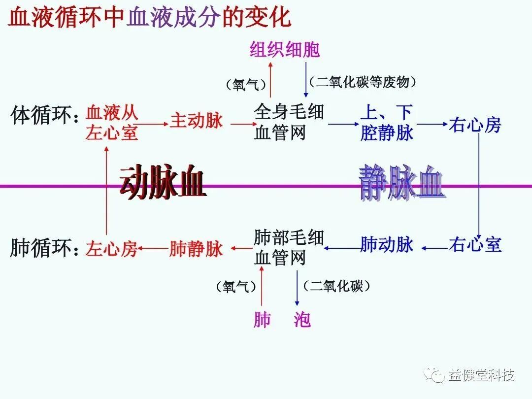 为什么人需要氧气【YJT·科普】人体是靠血液输送营养和氧气_https://www.jmylbn.com_新闻资讯_第5张