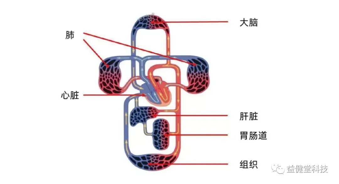 为什么人需要氧气【YJT·科普】人体是靠血液输送营养和氧气_https://www.jmylbn.com_新闻资讯_第2张