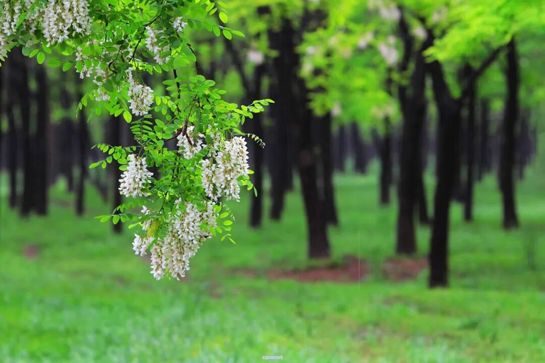 东营孤岛槐树林温泉旅游区欢迎您-乡村旅游-数字乡村网-数字化平台