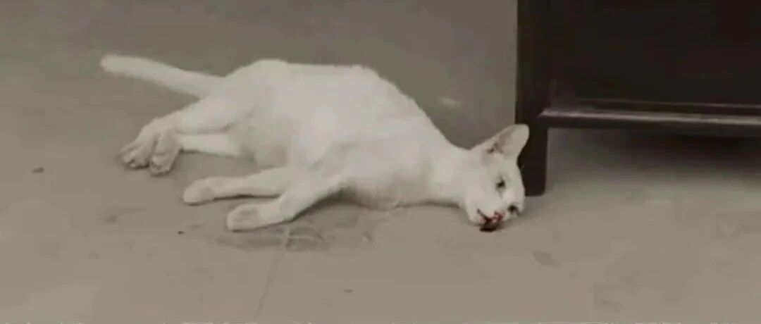 为啥“为艺术献身”的不是演员，而是动物？