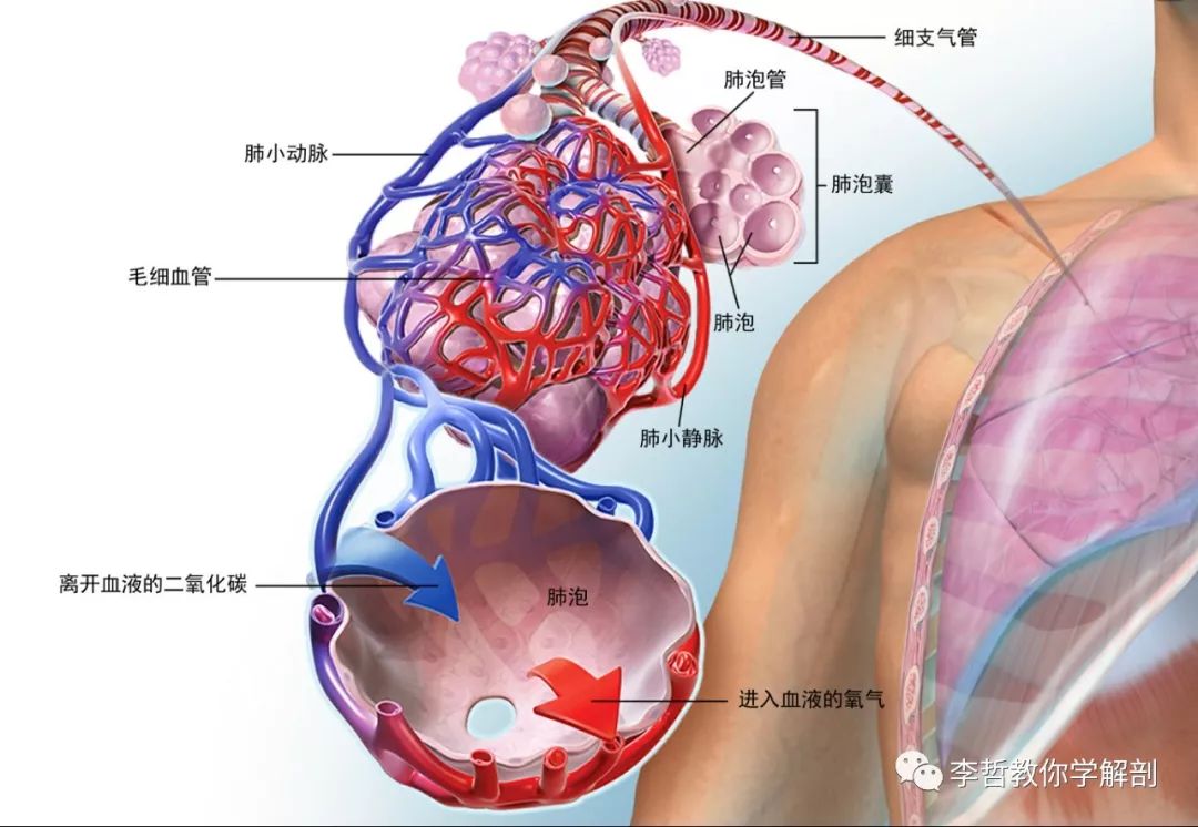 不一樣的運動生理學 1 運動與呼吸 肺的功能與呼吸系統的功能解剖 李哲教你學解剖 微文庫