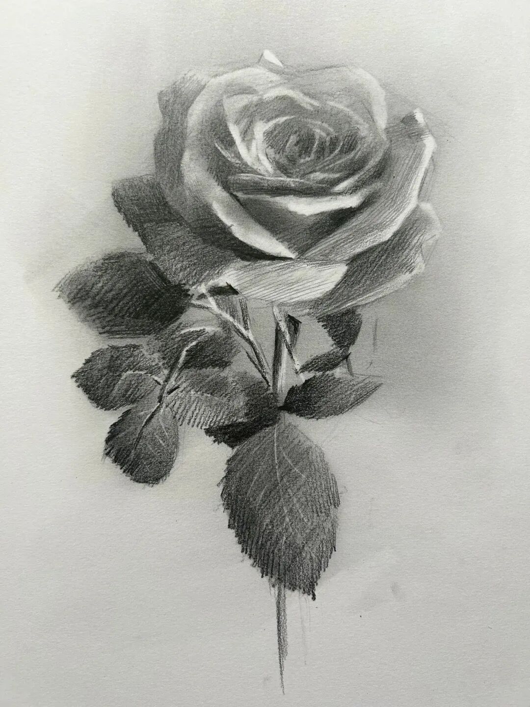 美术匠素描教程:跟随这份图文教程,绘制你的第一朵玫瑰