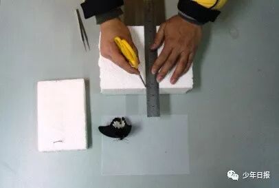 蝴蝶标本制作方法文字_蝴蝶标本制作方法步骤图_蝴蝶标本的制作方法