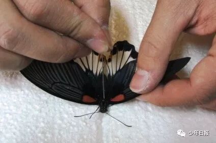 蝴蝶标本制作方法步骤图_蝴蝶标本制作方法文字_蝴蝶标本的制作方法