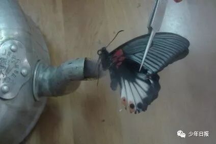 蝴蝶标本制作方法文字_蝴蝶标本制作方法步骤图_蝴蝶标本的制作方法