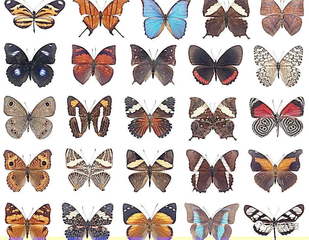 蝴蝶标本的制作方法 【科迷俱乐部】学一招 制作蝴蝶标本你也行！