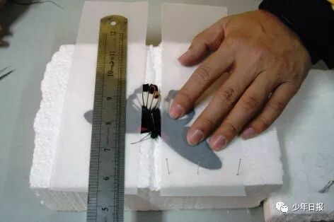 蝴蝶标本制作方法步骤图_蝴蝶标本制作方法文字_蝴蝶标本的制作方法