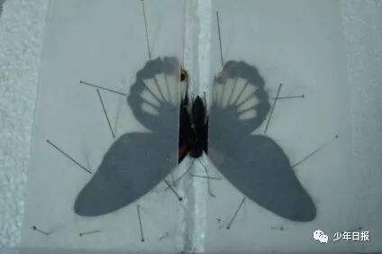 蝴蝶标本制作方法步骤图_蝴蝶标本制作方法文字_蝴蝶标本的制作方法