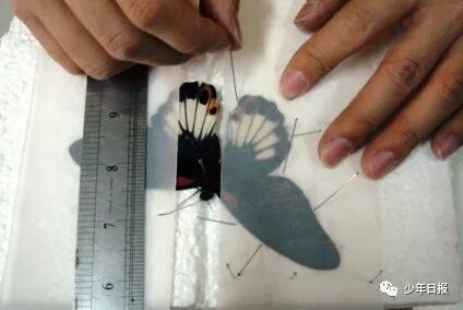 蝴蝶标本的制作方法_蝴蝶标本制作方法文字_蝴蝶标本制作方法步骤图