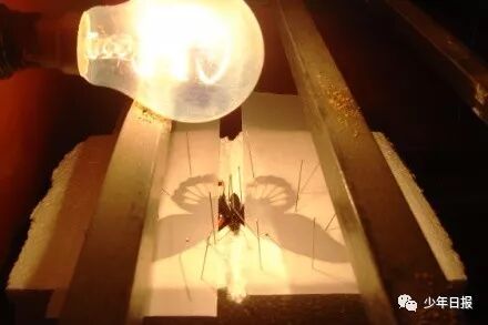 蝴蝶标本的制作方法_蝴蝶标本制作方法步骤图_蝴蝶标本制作方法文字